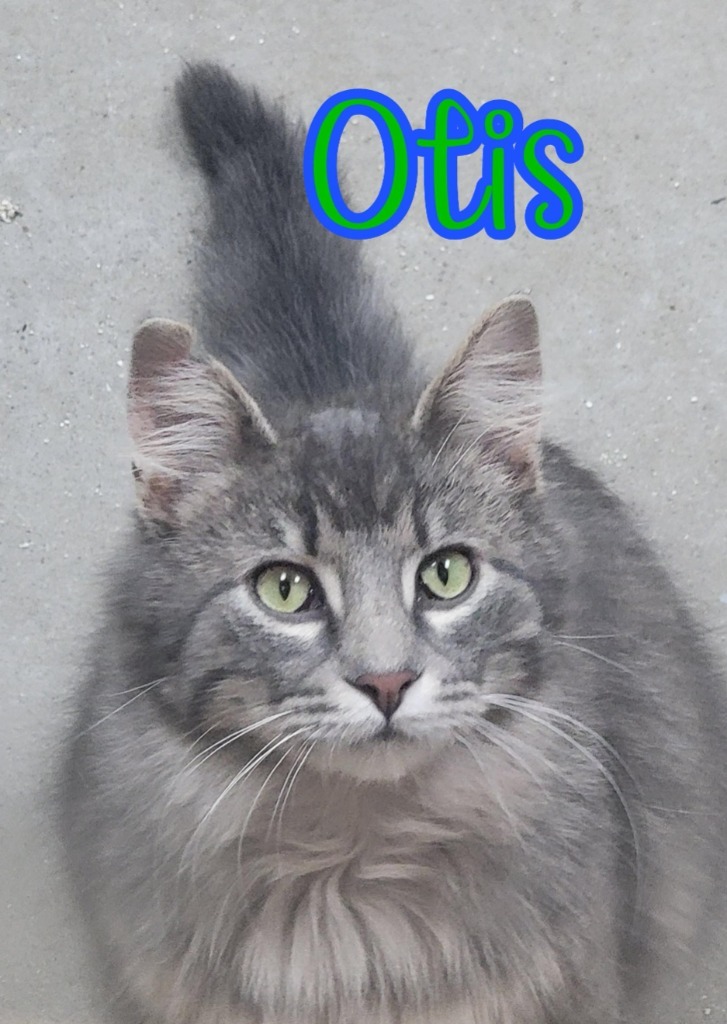 Otis (Bay Bridge #2)