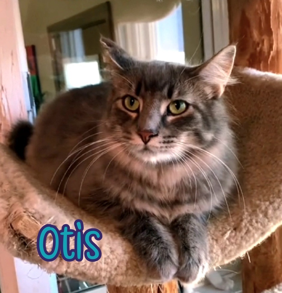 Otis (Bay Bridge #2)