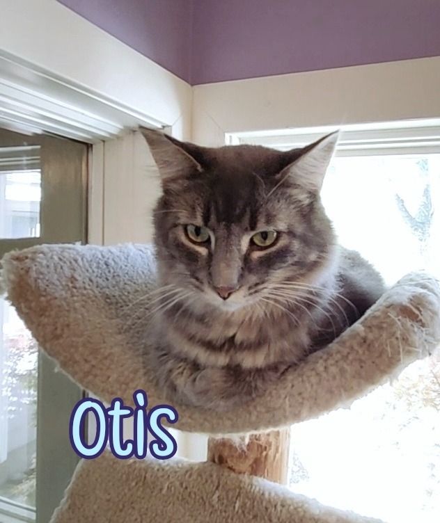 Otis (Bay Bridge #2)