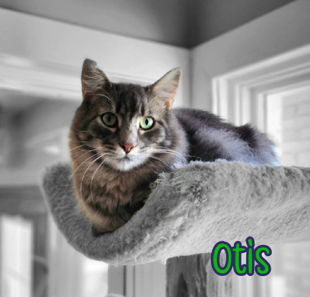Otis (Bay Bridge #2)