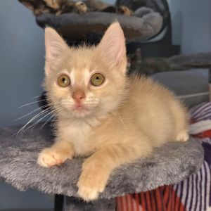 Meet Toote the petite and loveable kitten whos ready to fill your home with affection and joy Too