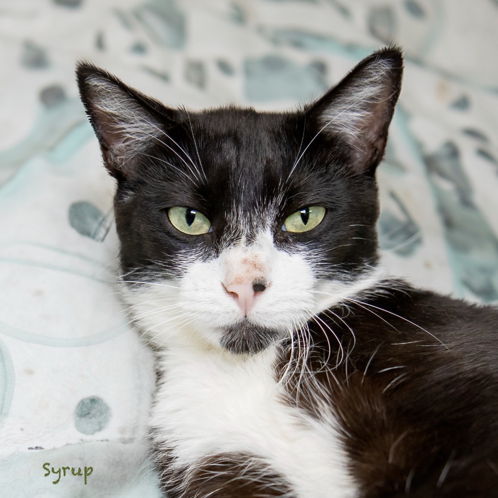 Syrup, an adoptable Domestic Short Hair in Hot Springs Village, AR, 71909 | Photo Image 1