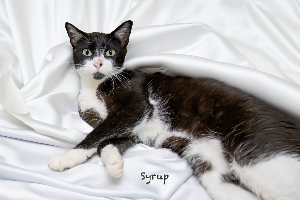 Syrup, an adoptable Domestic Short Hair in Hot Springs Village, AR, 71909 | Photo Image 2