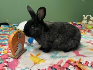 Ebony, Adult Male Bunny Rabbit