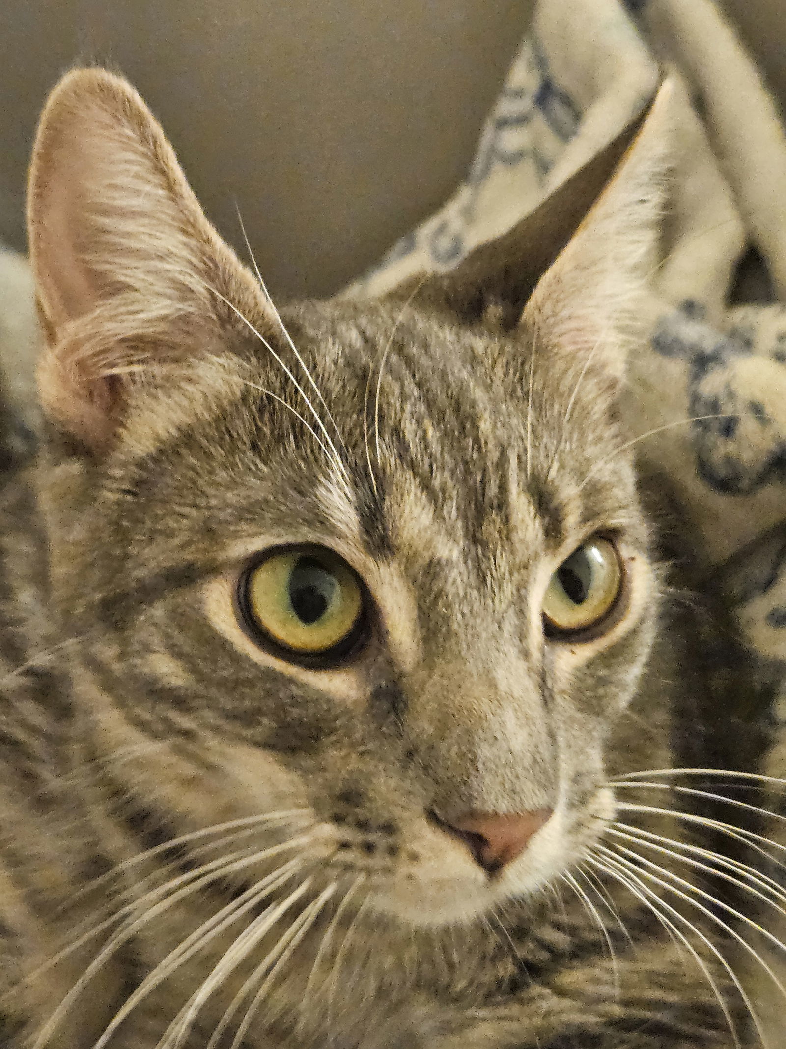 Luna - Bonded with Diana, an adoptable Tabby, Abyssinian in Antioch, CA, 94531 | Photo Image 1