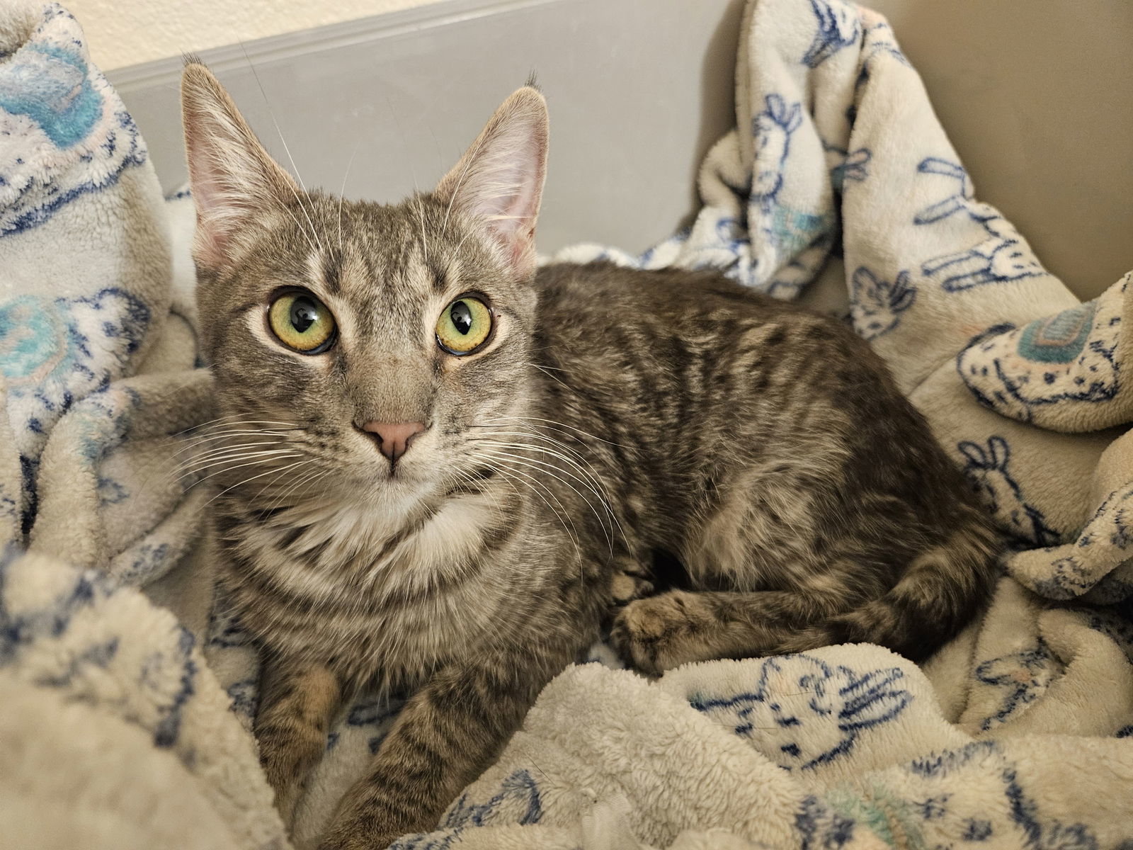 Luna - Bonded with Diana, an adoptable Tabby, Abyssinian in Antioch, CA, 94531 | Photo Image 2