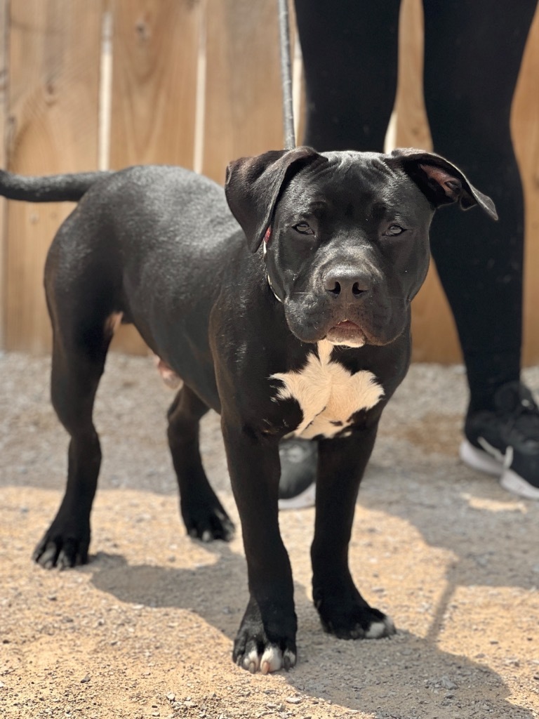 Stallion (foster), an adoptable Mixed Breed in Muskegon, MI, 49442 | Photo Image 1