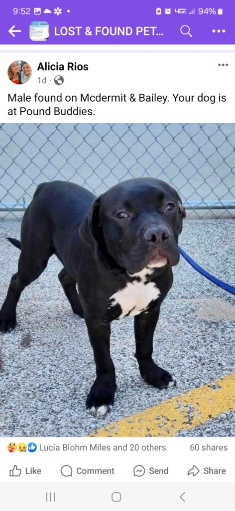 Stallion (foster), an adoptable Mixed Breed in Muskegon, MI, 49442 | Photo Image 2