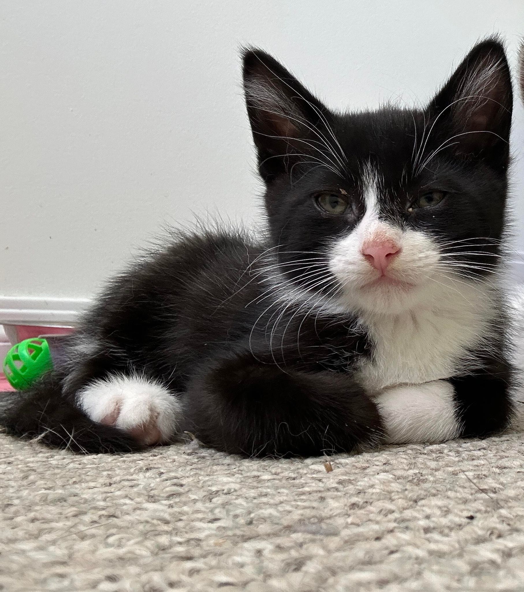 Yoda, an adoptable Domestic Short Hair in Steinbach, MB, R5G 2B2 | Photo Image 1