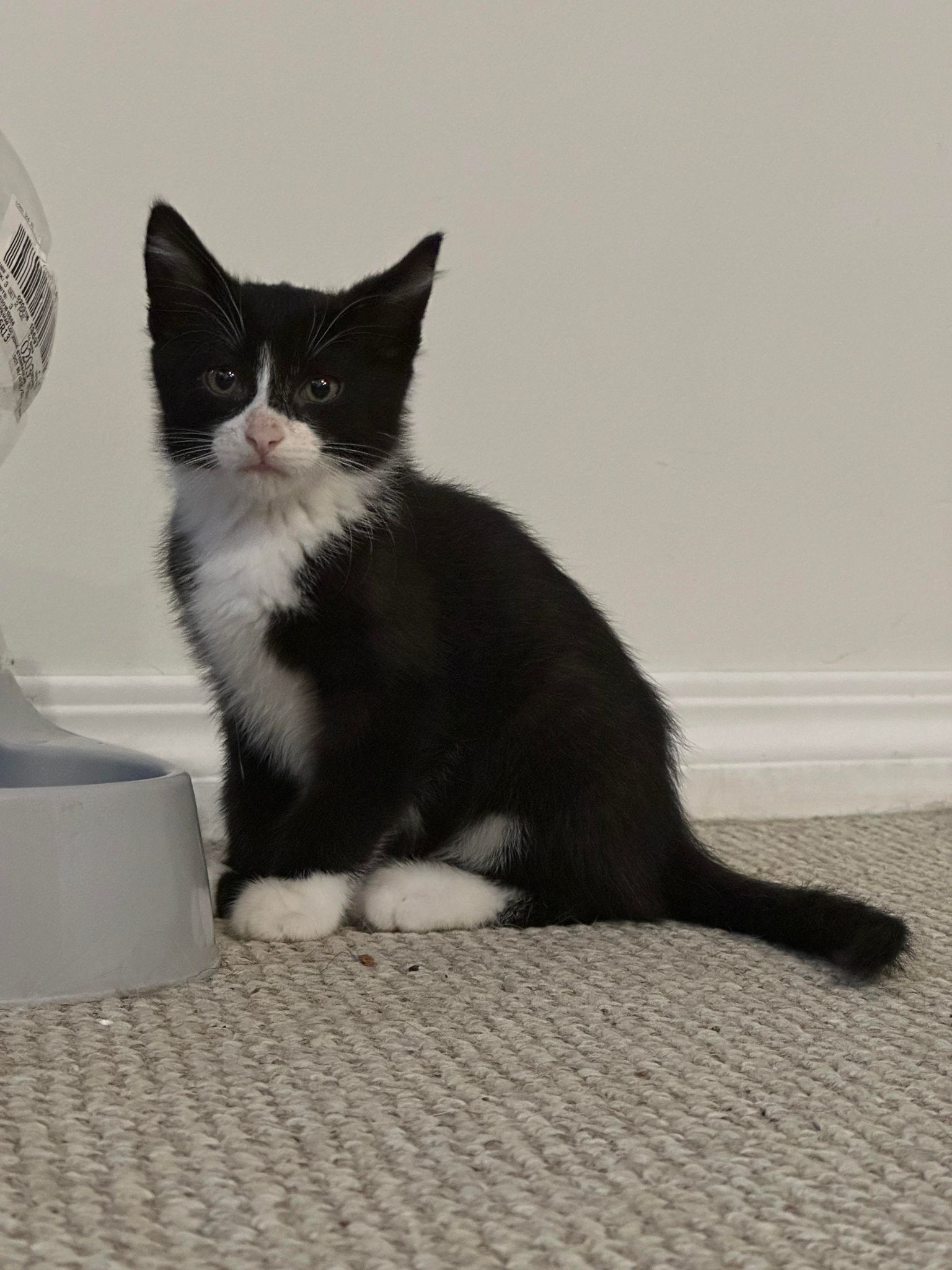 Yoda, an adoptable Domestic Short Hair in Steinbach, MB, R5G 2B2 | Photo Image 4