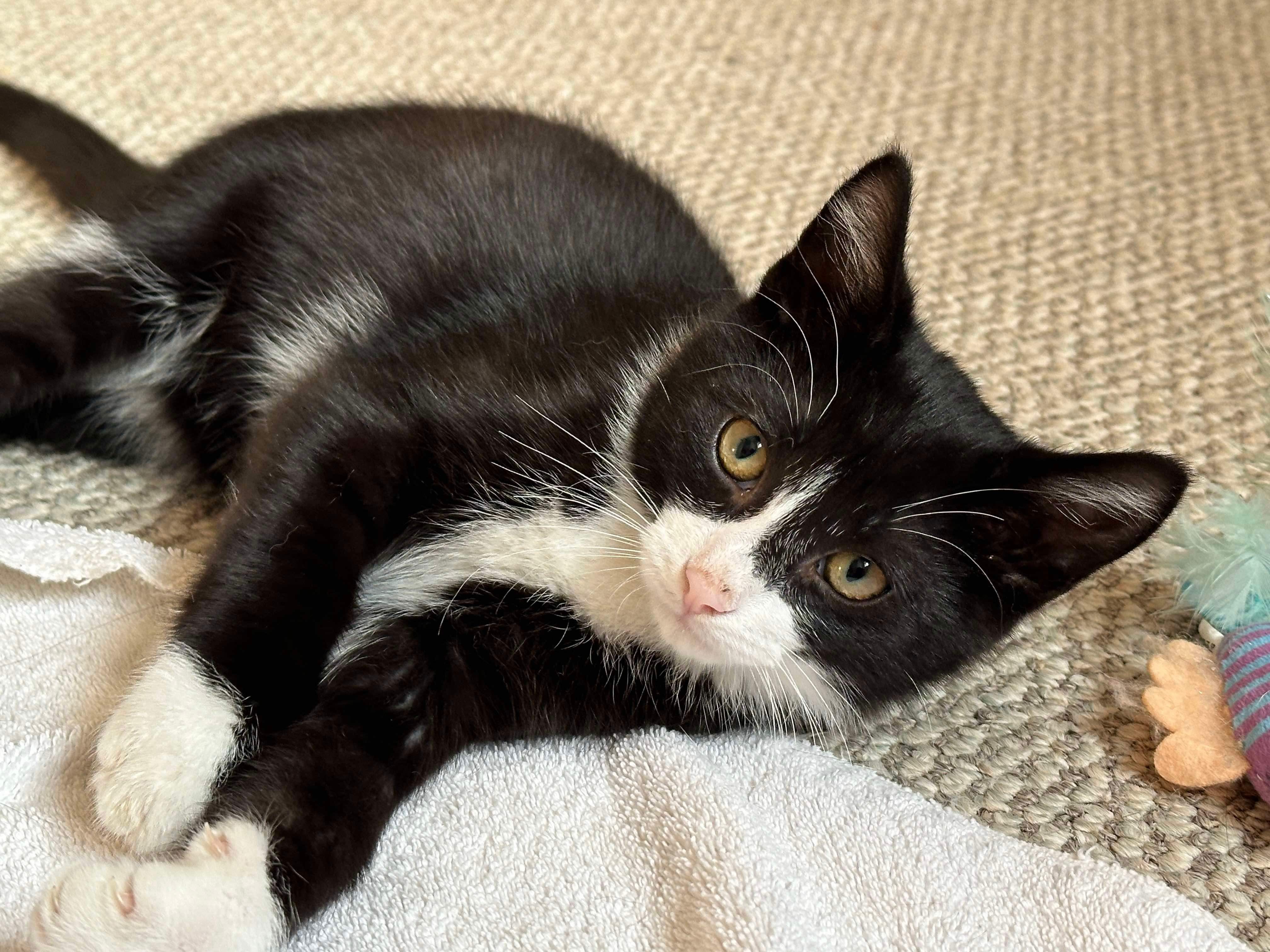 Yoda, an adoptable Domestic Short Hair in Steinbach, MB, R5G 2B2 | Photo Image 5