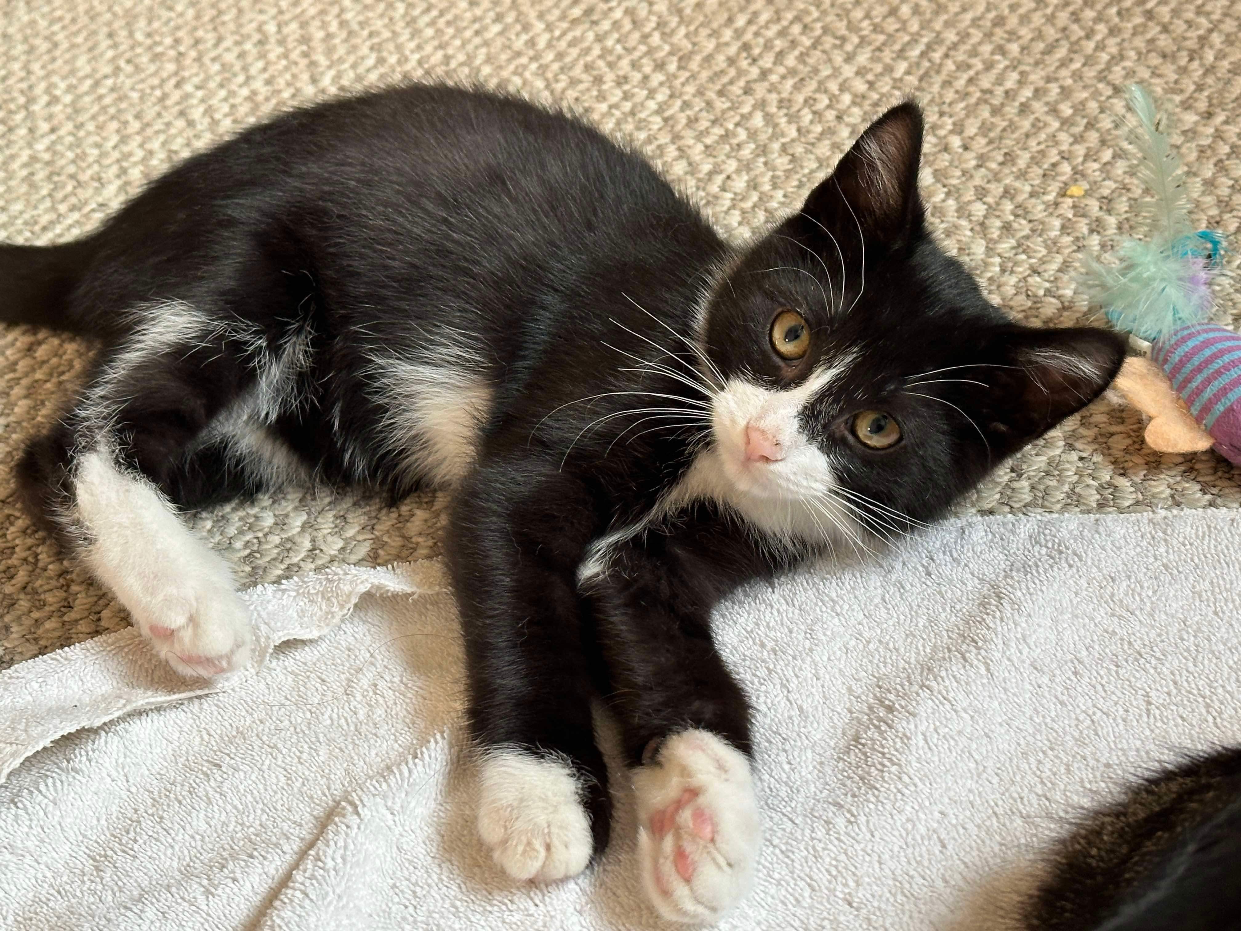 Yoda, an adoptable Domestic Short Hair in Steinbach, MB, R5G 2B2 | Photo Image 6