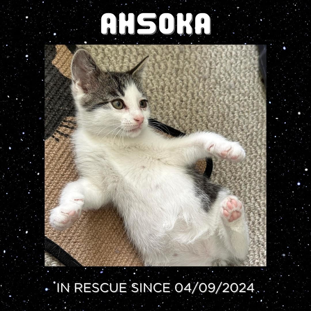 Ahsoka, an adoptable Domestic Short Hair in Steinbach, MB, R5G 2B2 | Photo Image 1