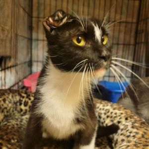 Luanne, Adult Female unknown
