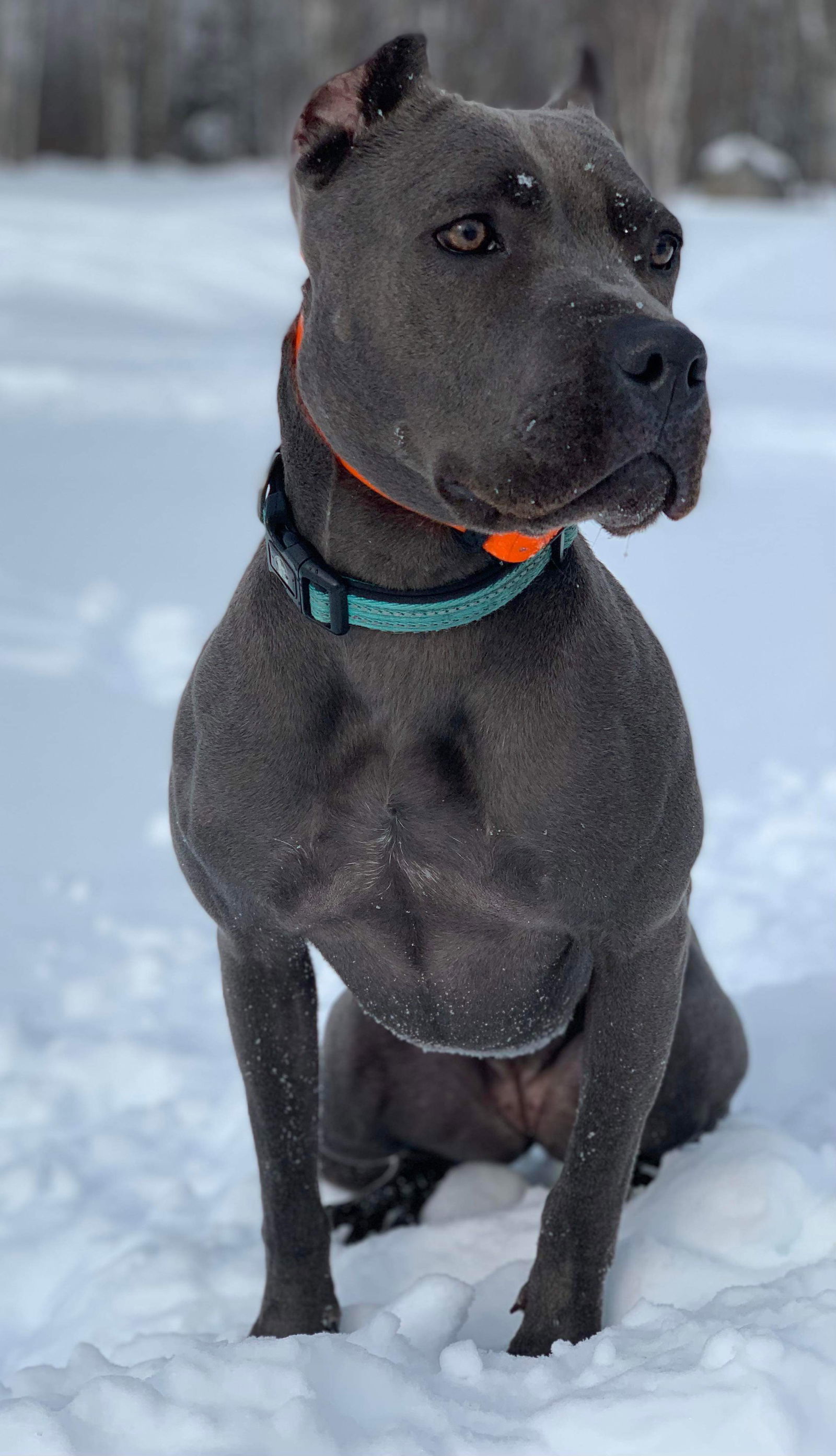 Dezi, an adoptable Pit Bull Terrier in Duluth, MN, 55807 | Photo Image 1