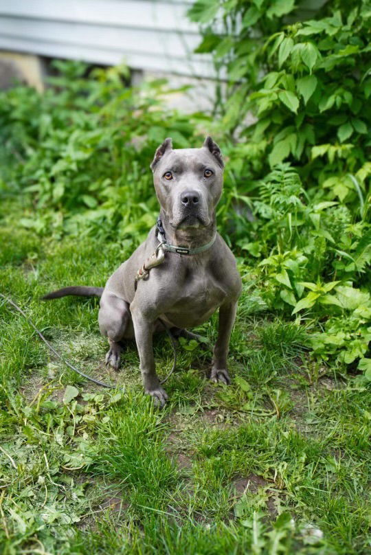 Dezi, an adoptable Pit Bull Terrier in Duluth, MN, 55807 | Photo Image 2