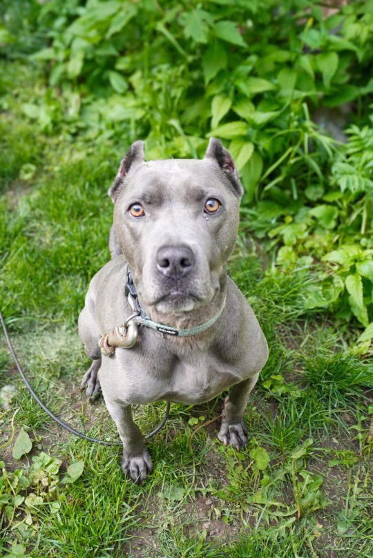 Dezi, an adoptable Pit Bull Terrier in Duluth, MN, 55807 | Photo Image 3