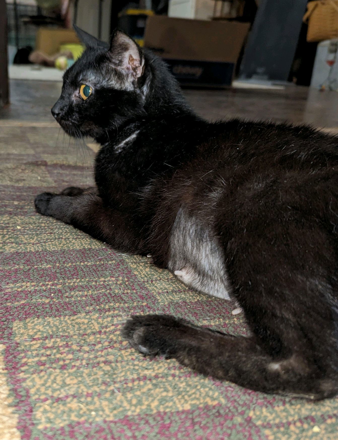 Ripley (24-082)