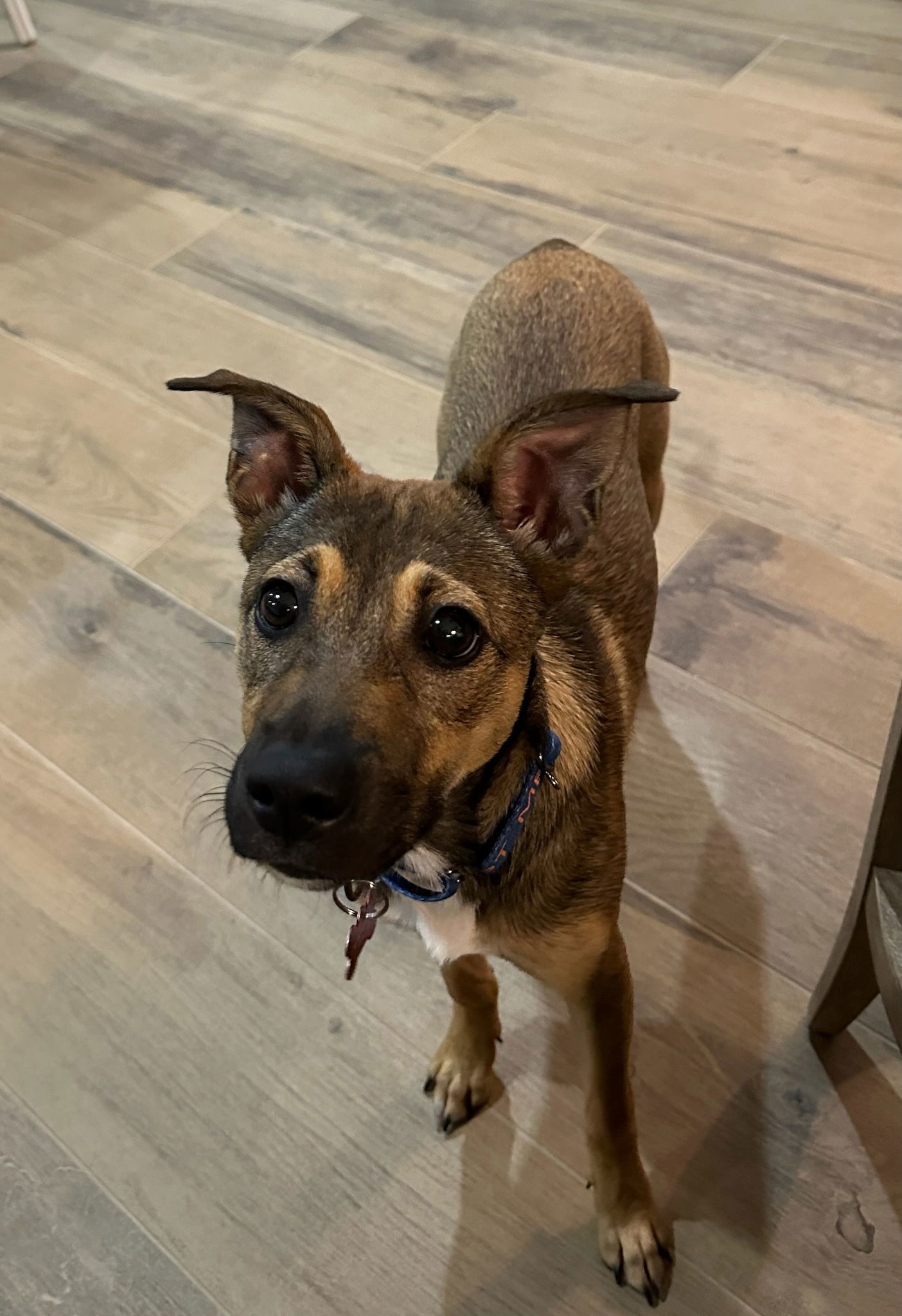 June Bug, an adoptable Shepherd in Key Largo, FL, 33037 | Photo Image 1