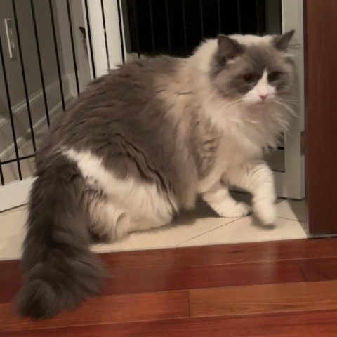 Siggy, an adoptable Ragdoll in Granville, OH, 43023 | Photo Image 1