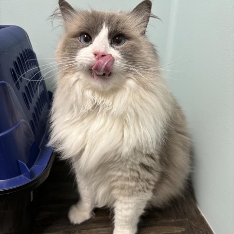 Siggy, an adoptable Ragdoll in Granville, OH, 43023 | Photo Image 2