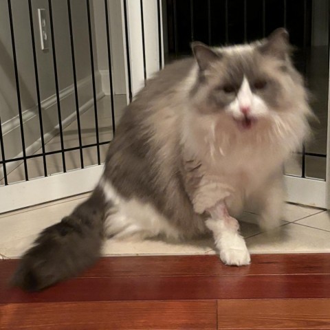 Siggy, an adoptable Ragdoll in Granville, OH, 43023 | Photo Image 4
