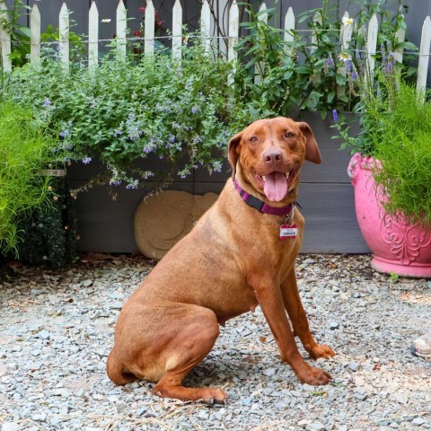 Candace, an adoptable Vizsla in Wake Forest, NC, 27587 | Photo Image 1