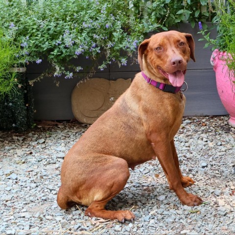 Candace, an adoptable Vizsla in Wake Forest, NC, 27587 | Photo Image 2