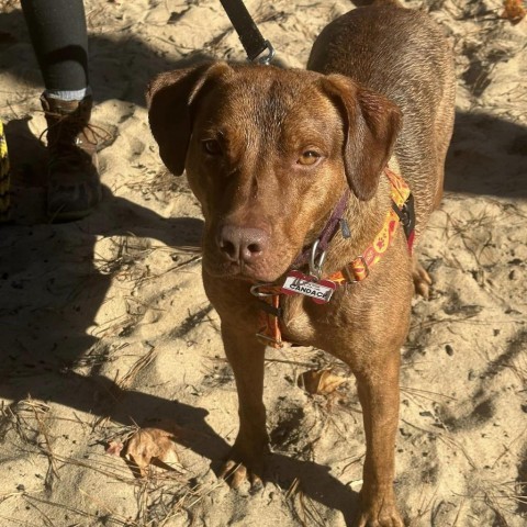 Candace, an adoptable Vizsla in Wake Forest, NC, 27587 | Photo Image 4