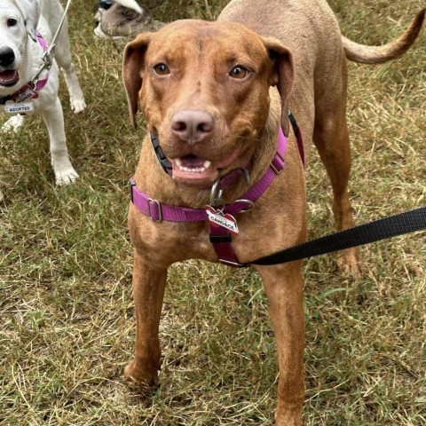 Candace, an adoptable Vizsla in Wake Forest, NC, 27587 | Photo Image 6