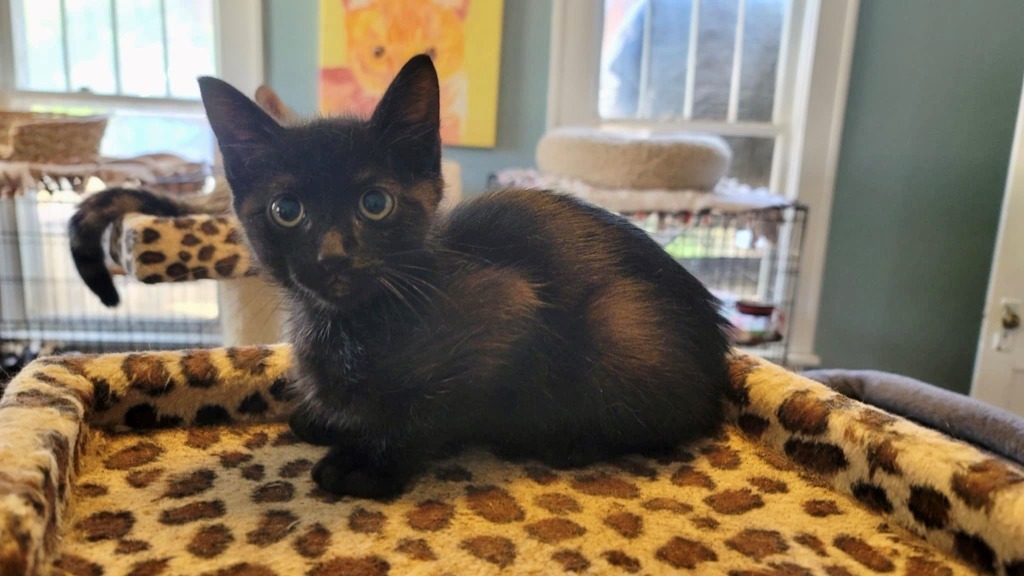 Vino Vortex, an adoptable Domestic Short Hair in El Dorado, AR, 71730 | Photo Image 1