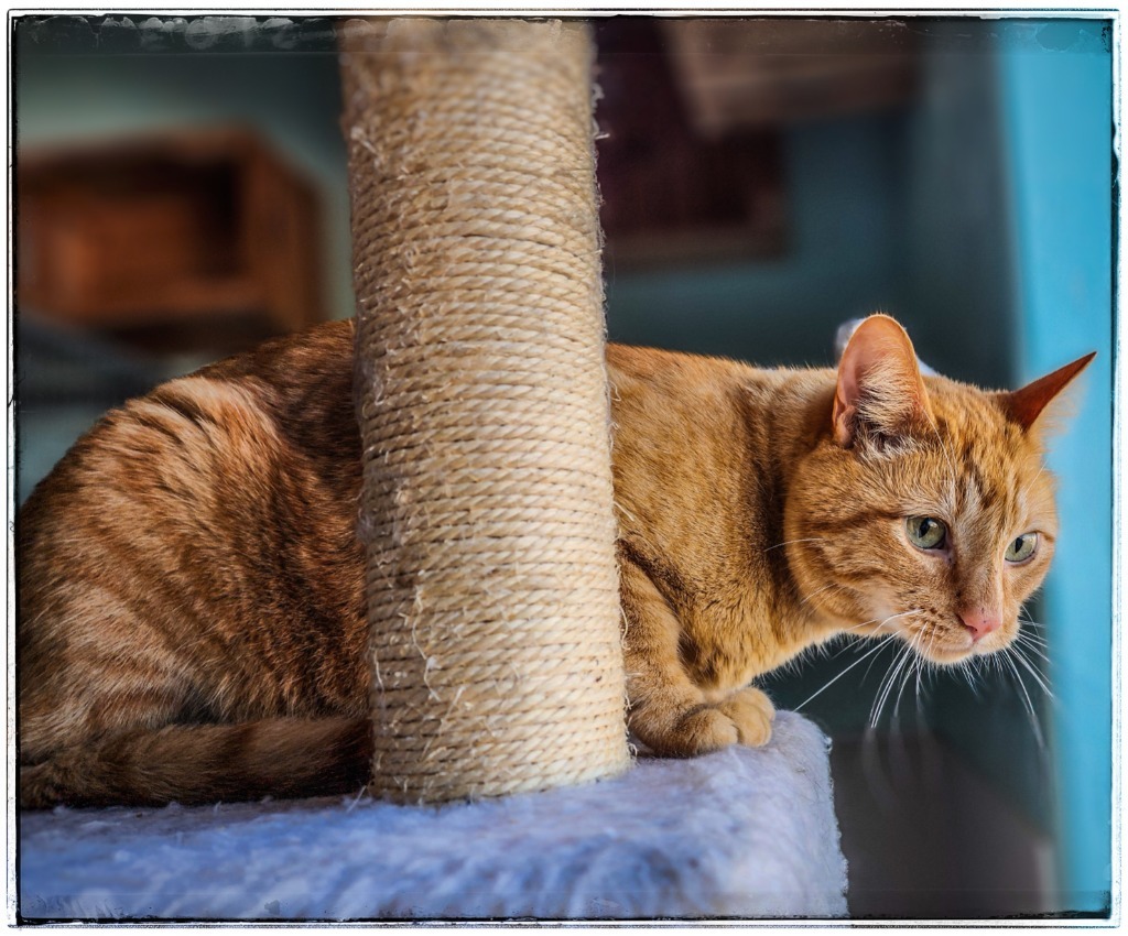 Lucius, an adoptable Domestic Short Hair in Gold Beach, OR, 97444 | Photo Image 1