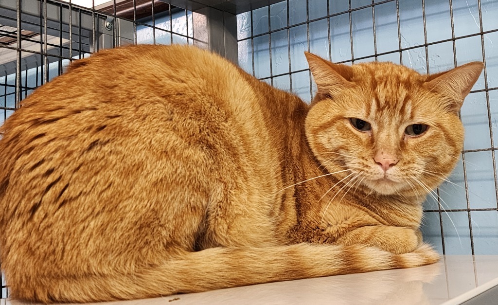 Lucius, an adoptable Domestic Short Hair in Gold Beach, OR, 97444 | Photo Image 2