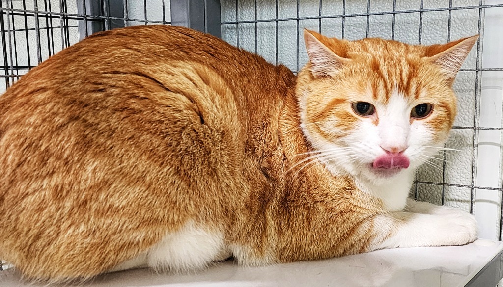 Cuji, an adoptable Domestic Short Hair in Gold Beach, OR, 97444 | Photo Image 2