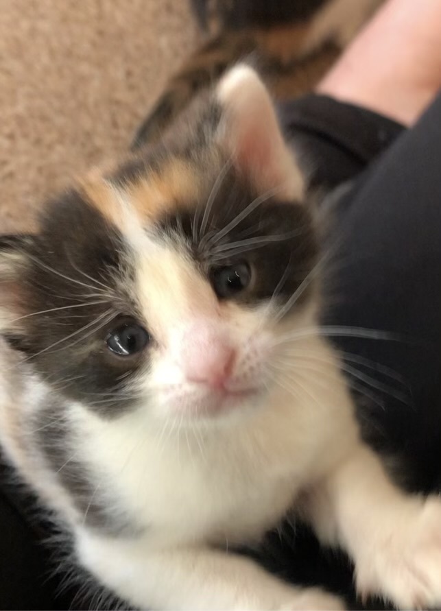 Daisy, an adoptable Calico, American Shorthair in Lafayette, CO, 80026 | Photo Image 1