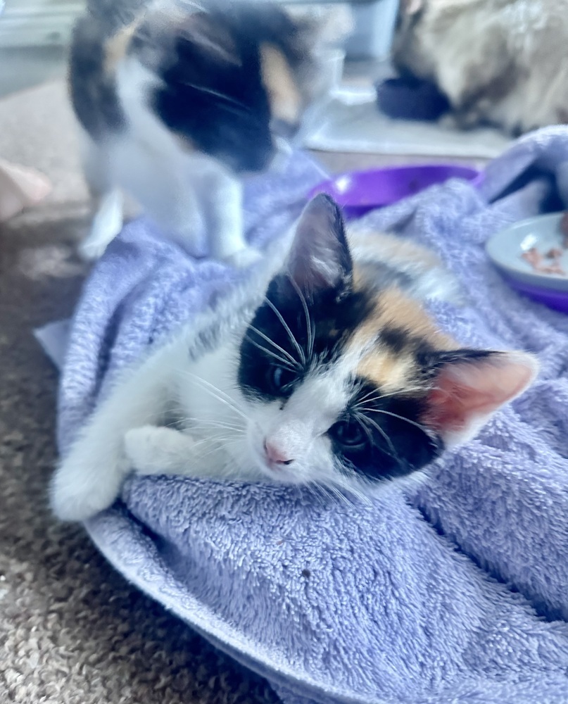 Daisy, an adoptable Calico, American Shorthair in Lafayette, CO, 80026 | Photo Image 2