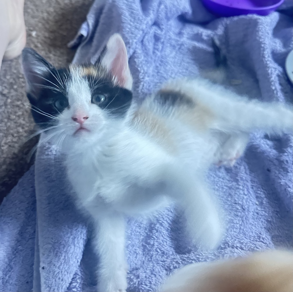 Daisy, an adoptable Calico, American Shorthair in Lafayette, CO, 80026 | Photo Image 3