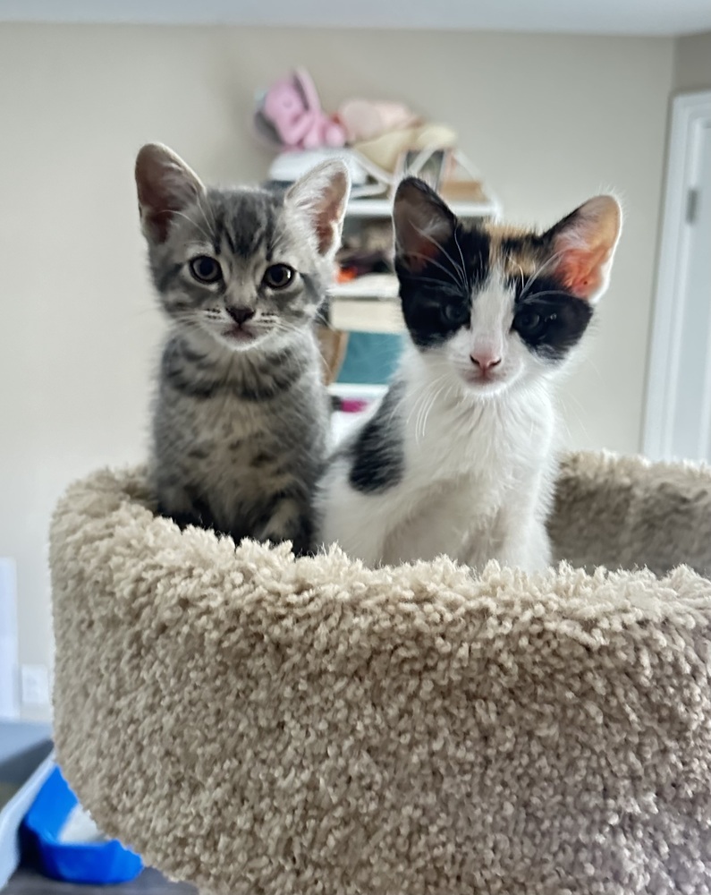 Daisy, an adoptable Calico, American Shorthair in Lafayette, CO, 80026 | Photo Image 4