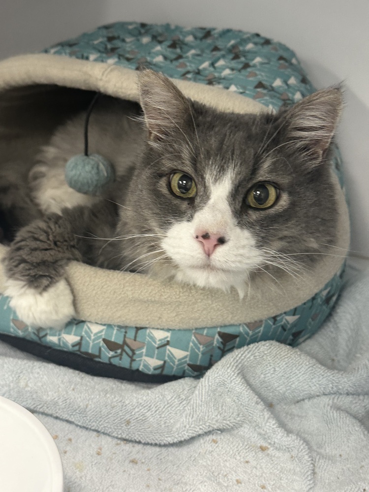 Renoldo Moon, an adoptable Domestic Medium Hair in Trenton, ME, 04605 | Photo Image 1