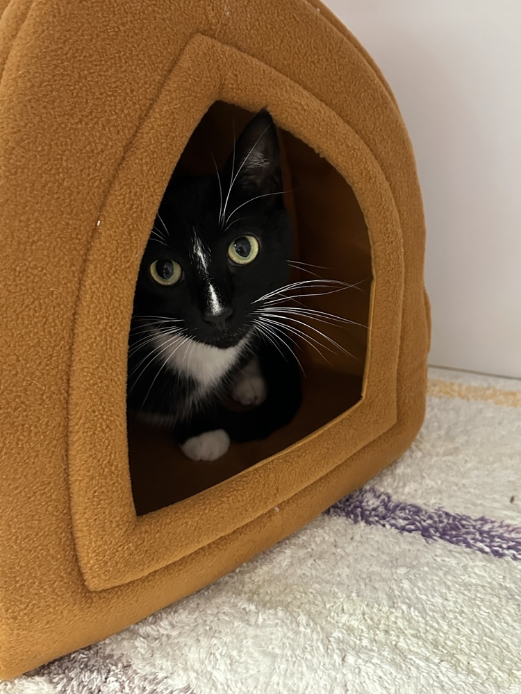 Willie, an adoptable Domestic Short Hair in Trenton, ME, 04605 | Photo Image 2