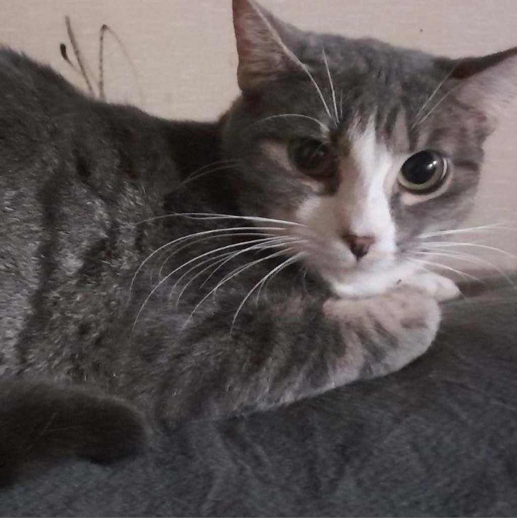 Cynthia, an adoptable Domestic Short Hair in Marshall, TX, 75671 | Photo Image 1