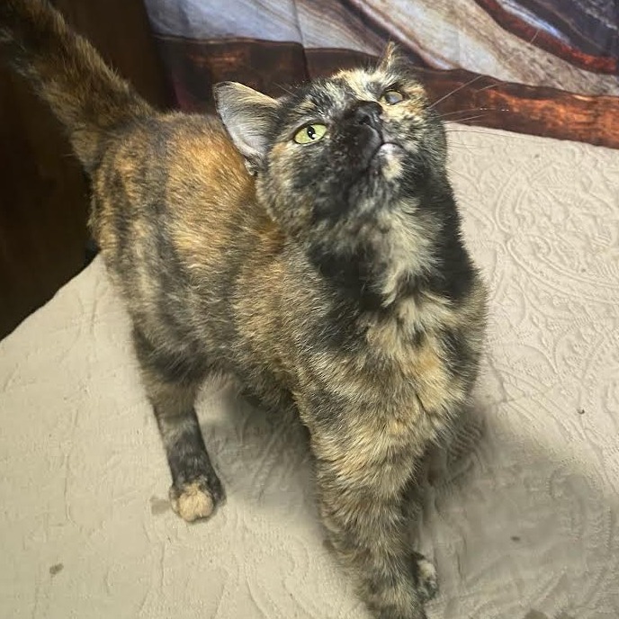 Carmel, an adoptable Domestic Short Hair in Marshall, TX, 75671 | Photo Image 1