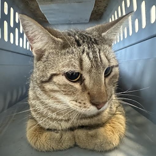Leo, an adoptable Domestic Short Hair in Marshall, TX, 75671 | Photo Image 1