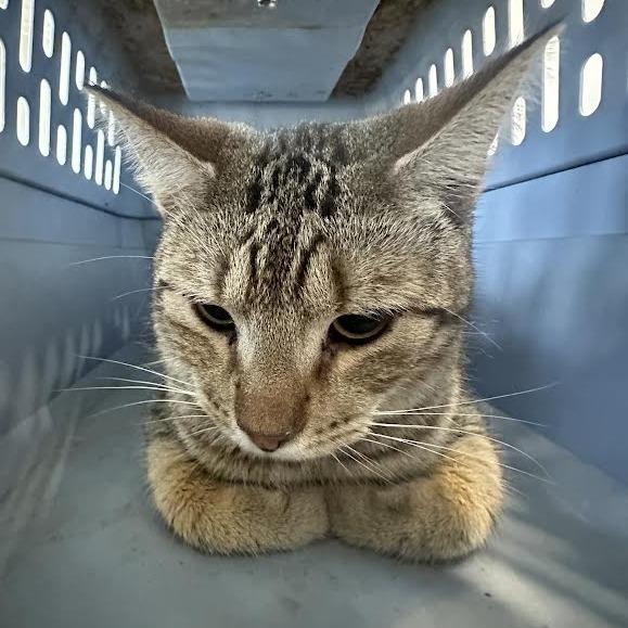 Leo, an adoptable Domestic Short Hair in Marshall, TX, 75671 | Photo Image 2