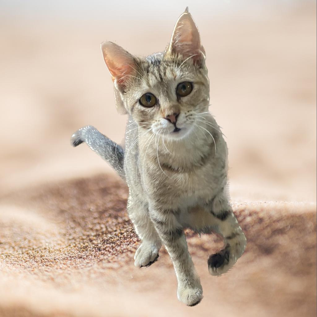 Honey/Hook, an adoptable Domestic Short Hair in Marshall, TX, 75671 | Photo Image 1
