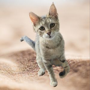 Honey/Hook, Adult Female Domestic Short Hair