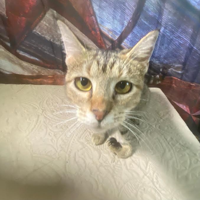 Honey/Hook, an adoptable Domestic Short Hair in Marshall, TX, 75671 | Photo Image 2