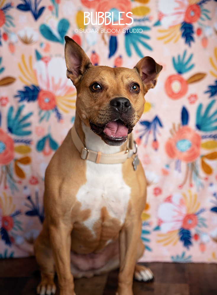 Bubbles, an adoptable Black Mouth Cur in Littleton, CO, 80126 | Photo Image 1