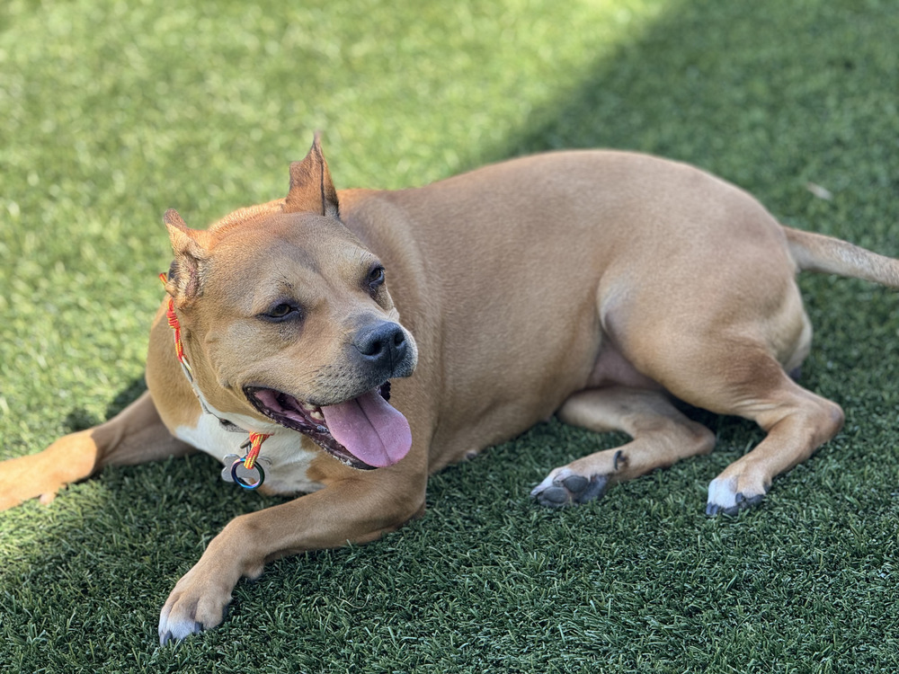 Bubbles, an adoptable Black Mouth Cur in Littleton, CO, 80126 | Photo Image 2