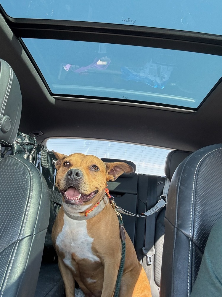 Bubbles, an adoptable Black Mouth Cur in Littleton, CO, 80126 | Photo Image 3